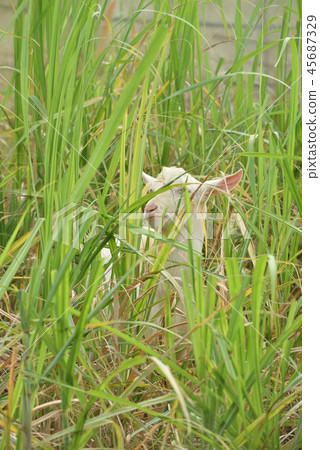 Miyakojima / Goat 45687329