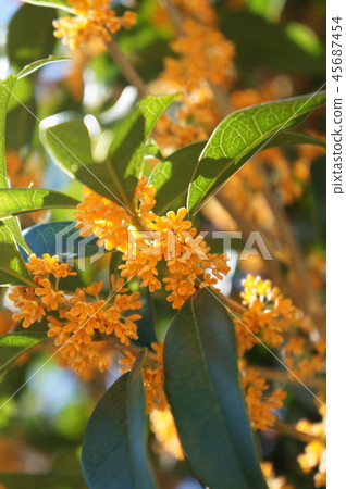 Osmanthus 45687454