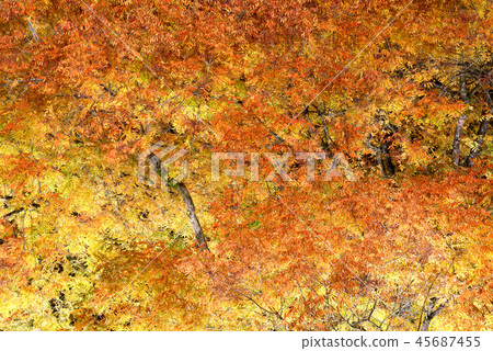 Persimmon tree of Kiritani school 45687455