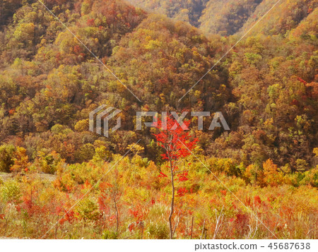 秋葉秋天風景背景 秋葉秋天風景背景 45687638