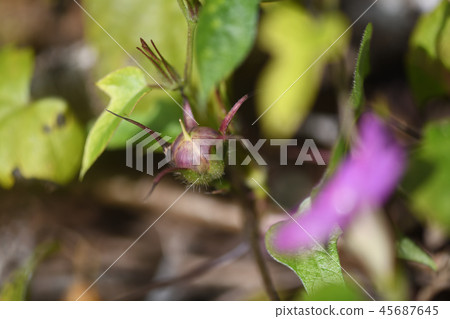 Morning glory seeds Morning glory seeds 45687645