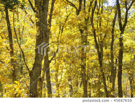 Autumn leaves autumn landscape background Autumn leaves autumn landscape background 45687650