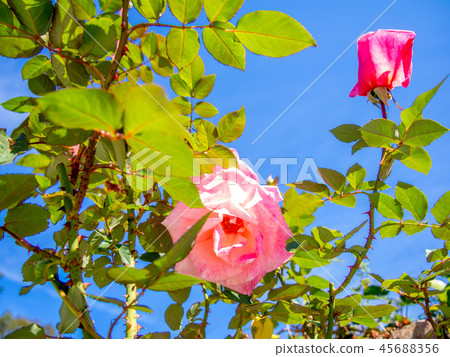 [靜岡縣伊豆市]在公園裡盛開的粉紅玫瑰[修善寺Niji no Sato] 45688356