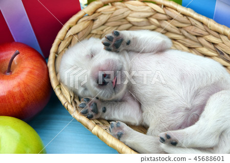 puppy 45688601