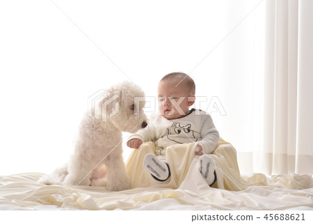 嬰兒,嬰兒,幼兒,小狗 嬰兒,嬰兒,幼兒,小狗 45688621