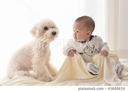 嬰兒,嬰兒,幼兒,小狗 嬰兒,嬰兒,幼兒,小狗 45688634