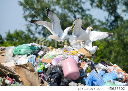 Seagulls on the plastic in the dump rubbish Seagulls on the plastic in the dump rubbish 45688802