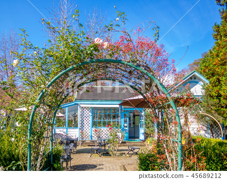 [Izu City, Shizuoka Prefecture] Vine roses in the park [Shuzenji Rainbow Village] 45689212
