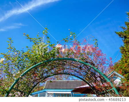 [Izu City, Shizuoka Prefecture] Vine roses in the park [Shuzenji Rainbow Village] 45689213