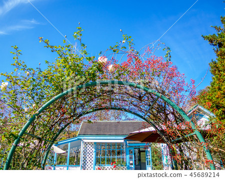 [靜岡縣伊豆市]公園裡的藤蔓玫瑰[首善寺彩虹村] 45689214