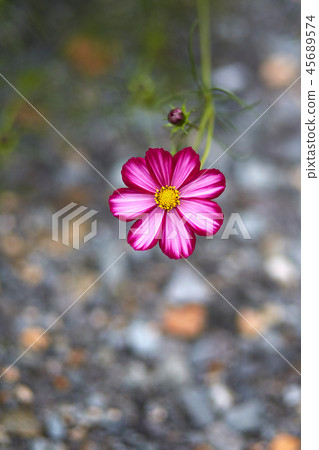 Cosmos 45689574