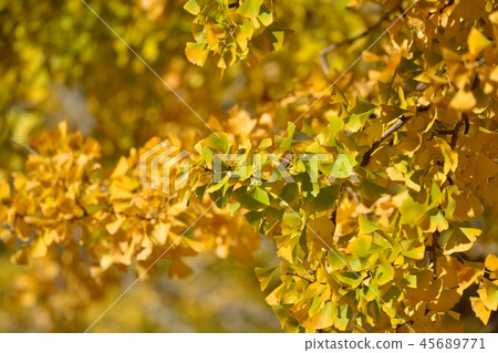 Yellow leaves of ginkgo biloba Yellow leaves of ginkgo biloba 45689771