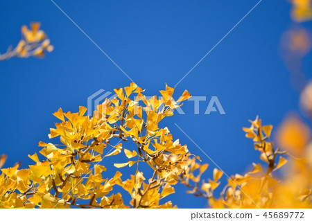 Blue sky and yellow leaves of ginkgo biloba 45689772
