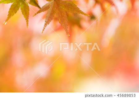 Maple Maple 45689853