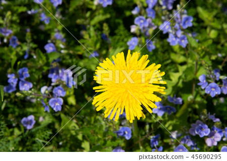 Dandelion on a blooming glade. Spring and flowers Dandelion on a blooming glade. Spring and flowers 45690295