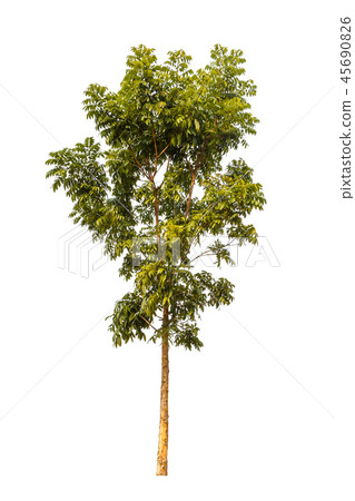 A big tree isolated on white background A big tree isolated on white background 45690826