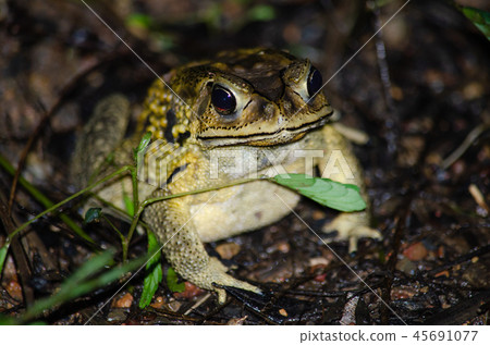 Yellow Frog 45691077