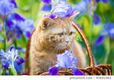 Cute ginger kitten sitting in flowers in a basket Cute ginger kitten sitting in flowers in a basket 45691962