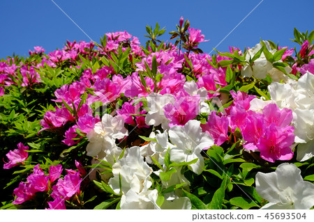 Azalea Azalea 45693504