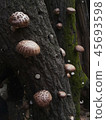 Shiitake mushrooms 45693598