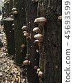 Shiitake mushrooms 45693599