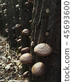 Shiitake mushrooms 45693600