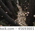 Shiitake mushrooms 45693601
