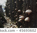 Shiitake mushrooms 45693602