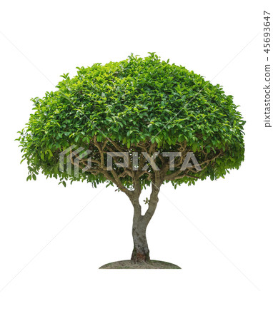 Tree Isolated on white backgroundnt Tree Isolated on white backgroundnt 45693647