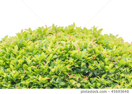 green leaves frame background 45693648