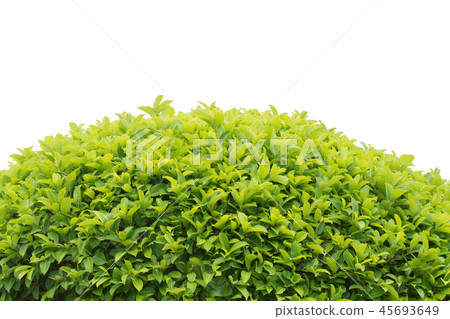 green leaves frame background green leaves frame background 45693649