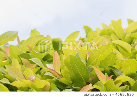 green leaves frame background green leaves frame background 45693650