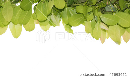 green leaves frame background green leaves frame background 45693651