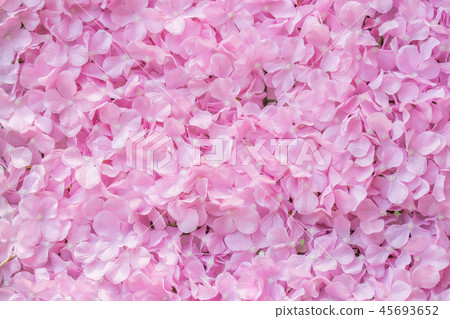 pink flower background pink flower background 45693652