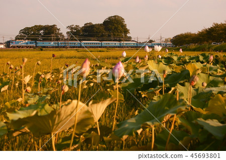 Sleeping on the lotus flower and the sun of the sun which sinks in the sun and aiming at the north earth Sleeping express "Hokutosei" Sleeping on the lotus flower and the sun of the sun which sinks in the sun and aiming at the north earth Sleeping express "Hokutosei" 45693801