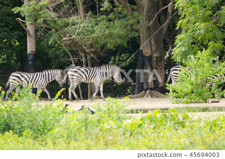 zebra  45694003