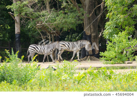 zebra  45694004