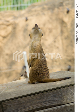 meerkat  45694076