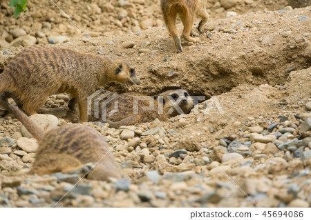 meerkat  45694086