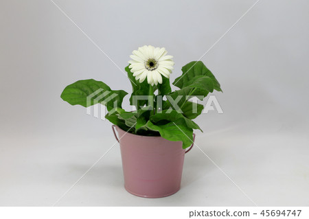 大丁草花飛蛾白色大丁草盆的大丁草花 45694747