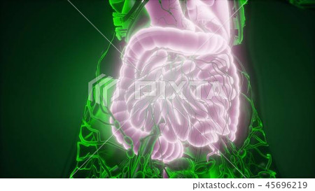 Human Body with Visible Digestive System Human Body with Visible Digestive System 45696219