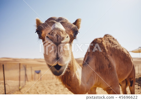 Curious camel in desert Curious camel in desert 45696622