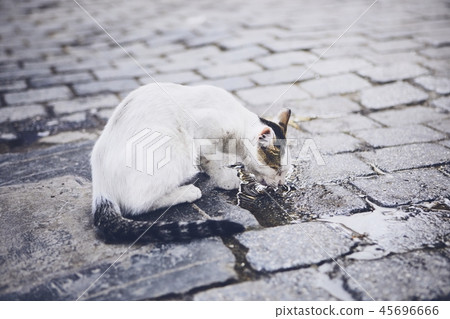Thirsty abandoned cat Thirsty abandoned cat 45696666
