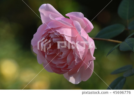Rose (The Allenwick Rose) Rose (The Allenwick Rose) 45696776