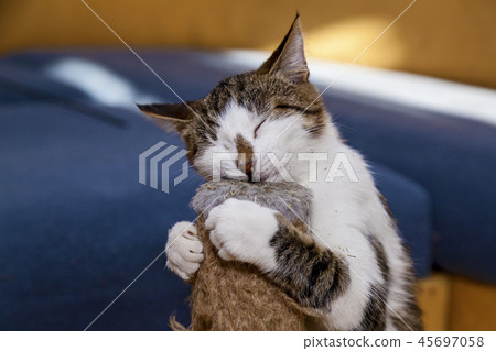 cat and Nepeta cataria 45697058