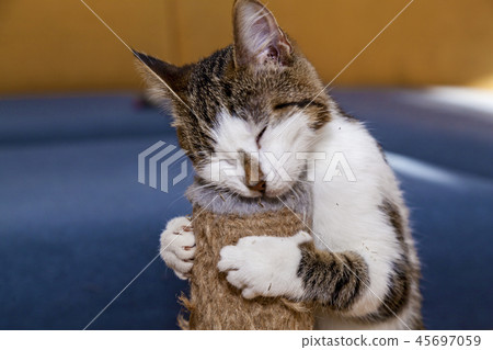cat and Nepeta cataria cat and Nepeta cataria 45697059