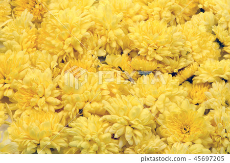 Chrysanthemum   45697205