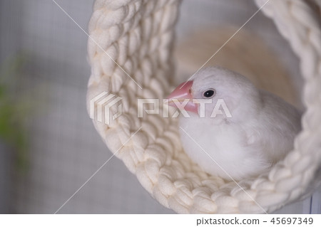 Bunri Butterfly 45697349