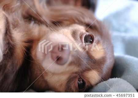 Dachshund Kaninhaen cute 45697351