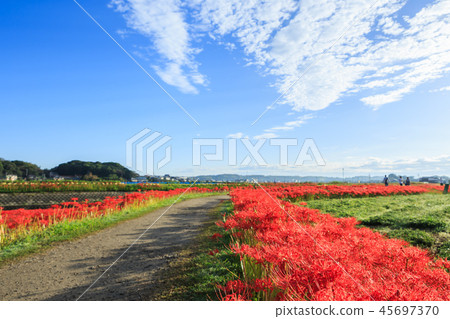 清晨的海星 清晨的海星 45697370